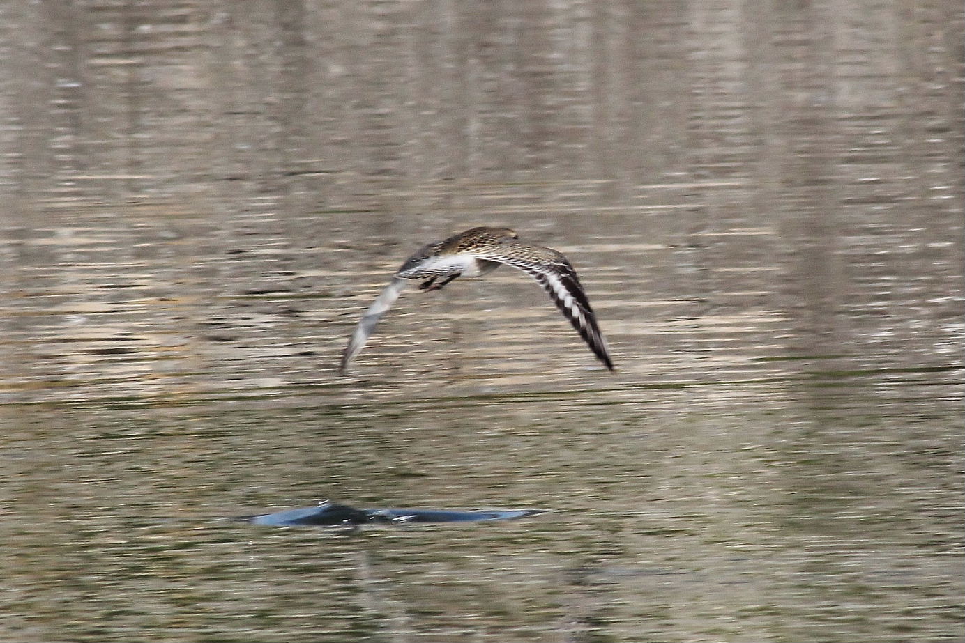 Pluvialis squatarolaPivieressa